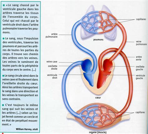 Chapitre La Circulation Du Sang Site De Cours De Coll Ge Et Lyc E