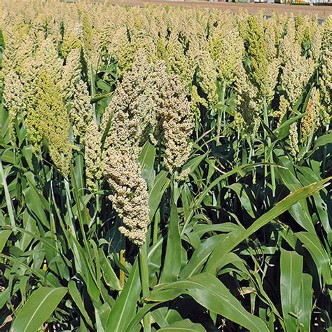 Sorghum Nutrition Uses Description Britannica 42 OFF