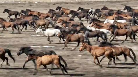 Amazing Aerial View Of Thousands Of Galloping Horses In Xinjiang Cgtn