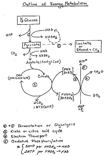 Metabolism Diagram