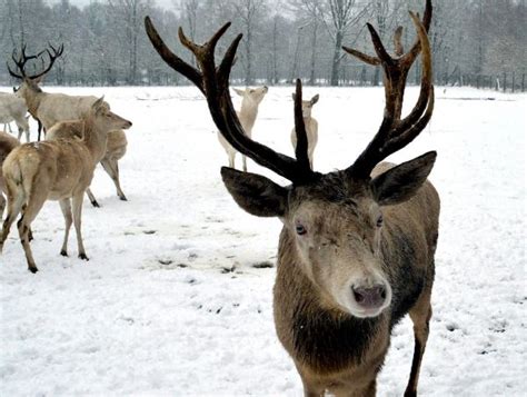 Free Images Forest Snow Winter Flock Wild Mammal Fauna Antler