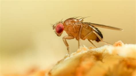 How To Get Rid Of Fruit Flies And Maggots In A Bin Why Flies Appear In