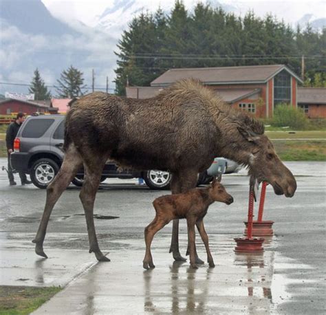 Moose Walk Through Town In Haines Alaska Animals Moose Deer Moose