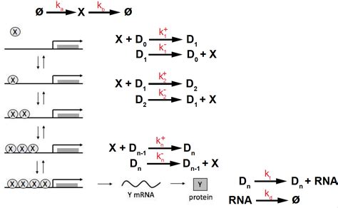 Mcb111 Mathematics In Biology