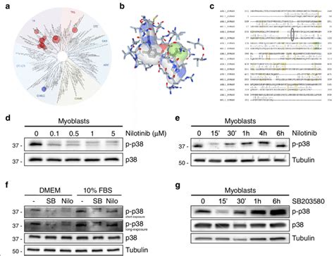 Nilotinib Inhibits P Mapk In Myoblasts A Analysis Of Nilotinib