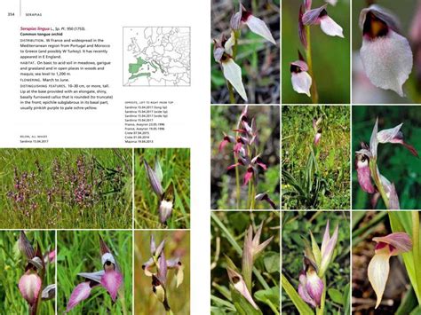 Field Guide To The Orchids Of Europe And The Mediterranean Nhbs Field