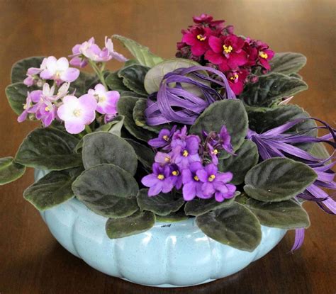 African Violet Planter By Studleys Studleys Flower Gardens