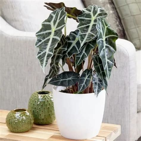 Alocasia Ext Rieur Comment Lentretenir Dans Le Patio Oreilles D