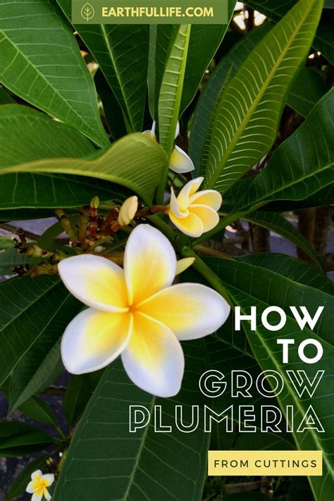 How To Grow Plumeria Cuttings Earthful Life Plumeria Propagating