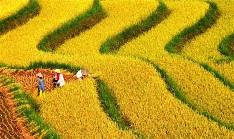 Hoang Su Phi Rice Terraces: Best Time To Visit And 3 Notices