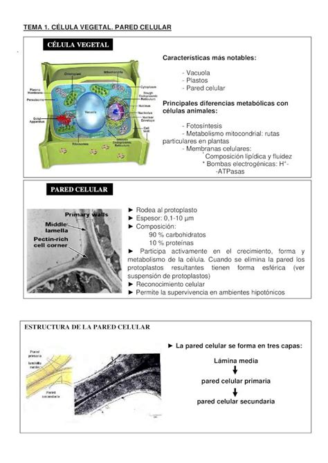 PDF Fisiologia Vegetal DOKUMEN TIPS