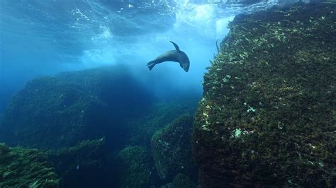 Australian Sea Lion | Great Southern Reef