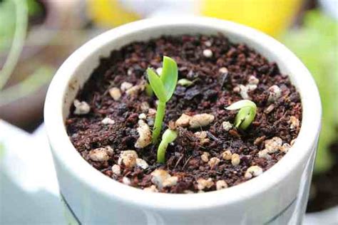 Can spinach be grown in pots? - Gardening Channel