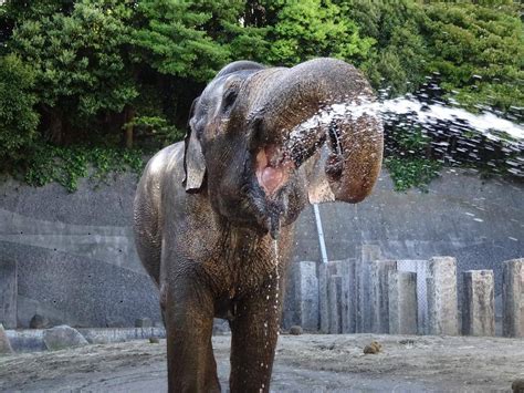 インドゾウの飲み水事情こぼれ話｜ブログ金沢動物園公式サイト｜公益財団法人 横浜市緑の協会