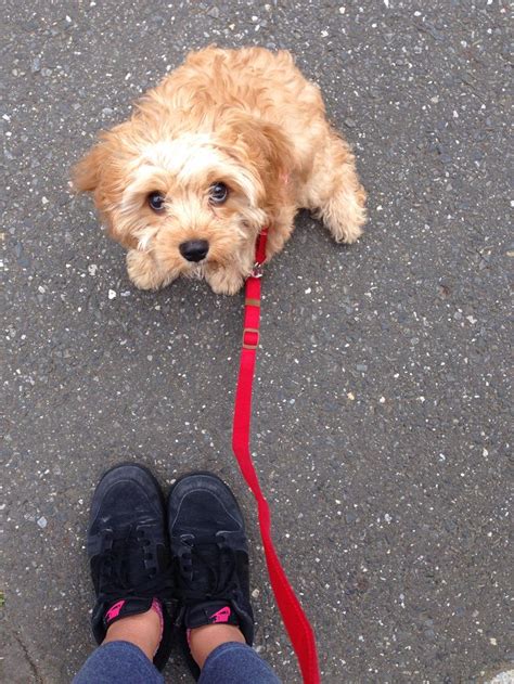 Cavapoo Puppy Time Cavapoo Yorkie