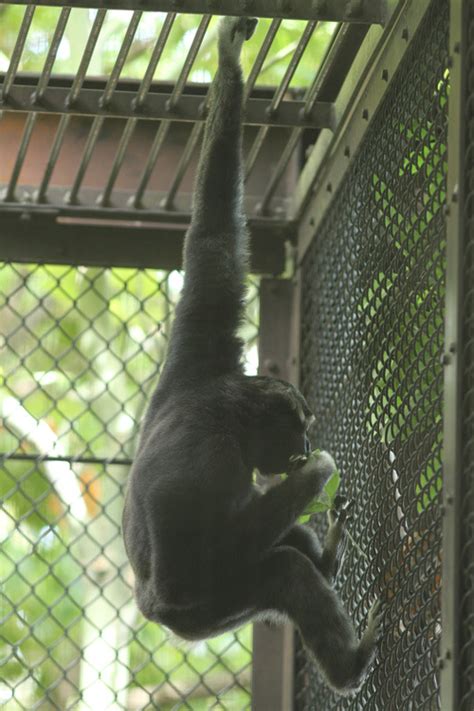 動物zoo感ごっこ 個性派サル主にオナガザルから