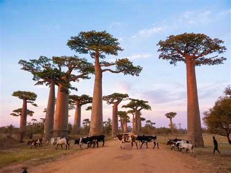 Madagascar Travel Guide Planning A Trip To Madagascar Epic Guide