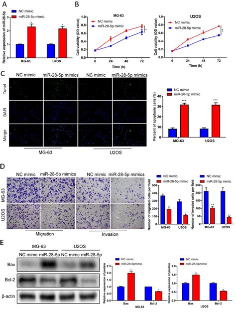 MiR 28 5p Mimics Inhibit The Proliferation And Migration Of OS Cells