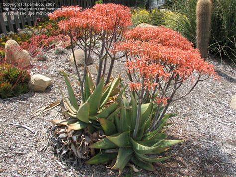 Plantfiles Pictures Aloe Species Coral Aloe Cape Aloe Aloe Striata