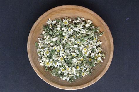 Grande Camomille Bio Et Demeter Tanacetum Parthenium Nowa