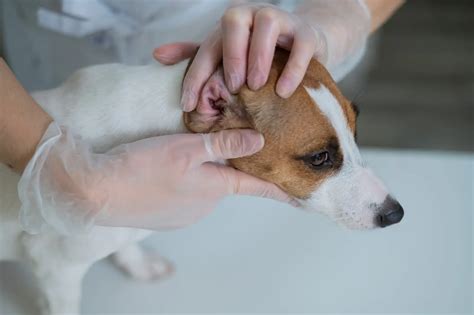 Leishmaniose Canina O Que é Causas E Como Evitar Culturado