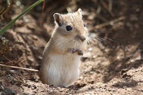 Gerbil Lifespan Caretaking For Longevity Petsmont