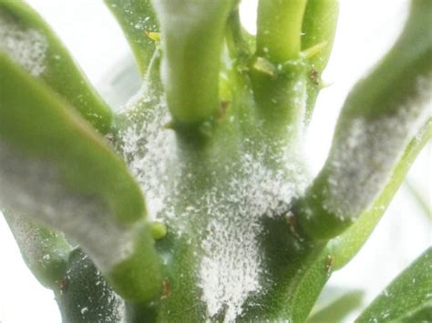 White Mold in Succulents - World of Succulents