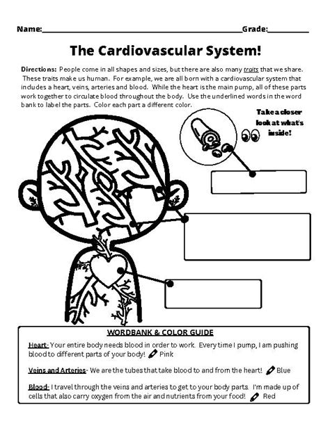 Cardiovascular System For Kids Worksheets