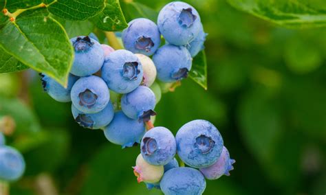 Por qué son azules los arándanos FruitToday