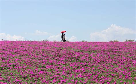 愛知県｜知多郡｜南知多町｜秋の満開お花畑｜観光農園 花ひろば