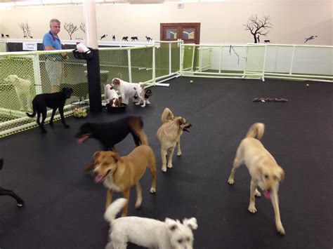 Dog Daycare What To Expect Is Something Every Dog Owner Wants To Know