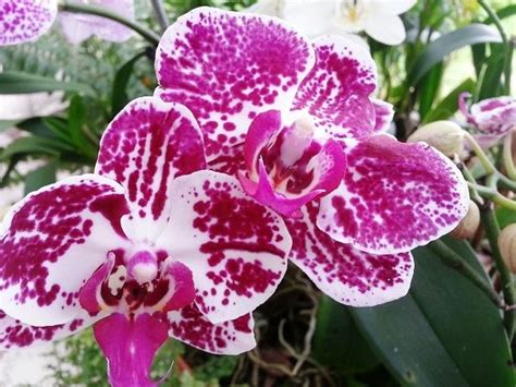 Phalaenopsis orchids | Phalaenopsis orchid, Orchids, Phalaenopsis