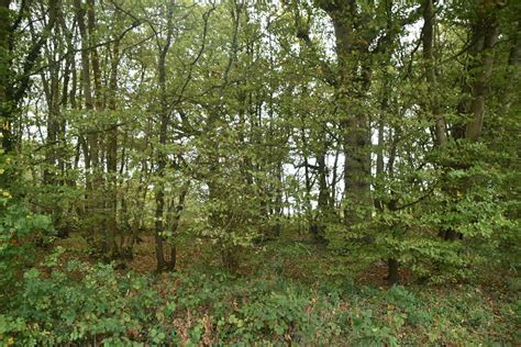 Part Of Stemp S Wood N Chadwick Cc By Sa 2 0 Geograph Britain And