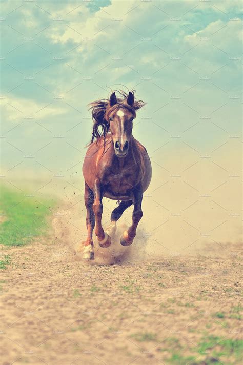 Horse containing animal, bay, and blue | Animal Stock Photos ~ Creative ...