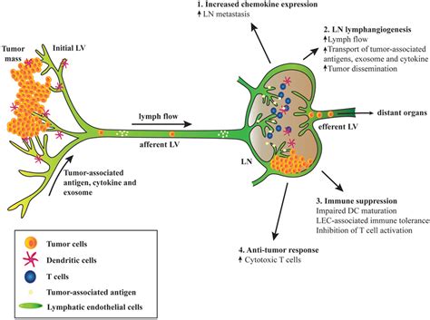 Frontiers Bi Directional Crosstalk Between Lymphatic Endothelial Cell