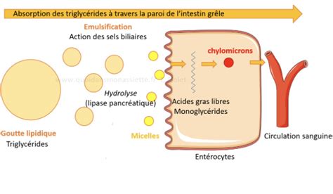 Lipides Glycerides Ue Biochimie Tutorat Associatif Toulousain