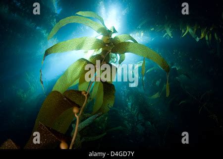 Giant Kelp Macrocystis Pyrifera Kelp Forest Grows On A Rocky Bottom