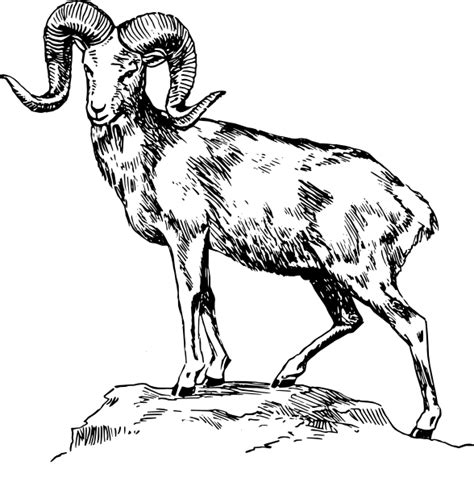 Ram Animal Head Drawing Sketch Template Sheep Drawing Big Horn Sheep