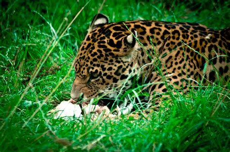 Jaguar Animal Facts