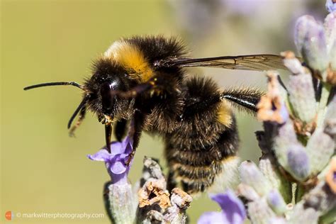 Bees in an English garden by Ipswich photographer