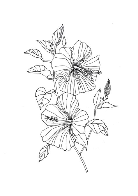 Flowers Drawing Hibiscus Flower Print Drawing Of A Hibiscus Flower