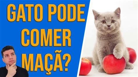 Gato Pode Comer Maçã I Aprenda a Quantidade Ideal Para Não Oferecer