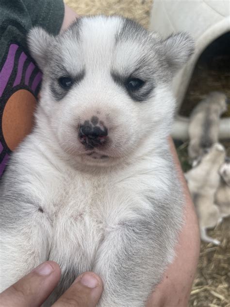 Siberian Husky For Sale In St Clair County Petzlover