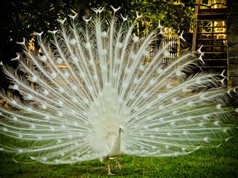 Albino Peacock