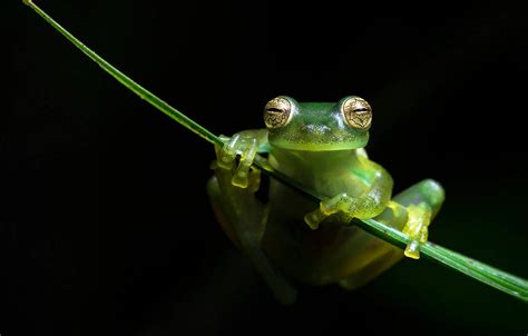 Sage Green Frog Wallpapers - WallpapersHigh