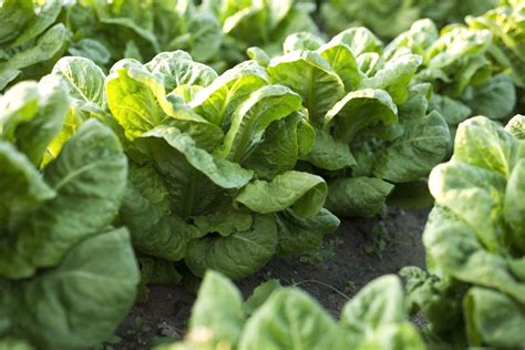 Easy Lettuce Varieties to Grow in Your Garden