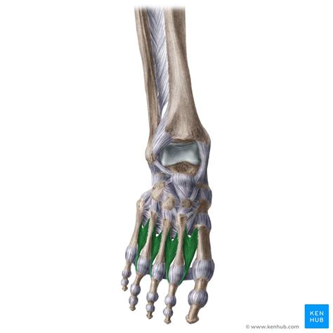 Dorsal Interossei Of Foot Attachments Supply Action Kenhub