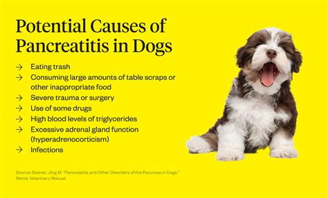 Pancreatitis In Dogs: Symptoms, Causes & Treatment | Dutch