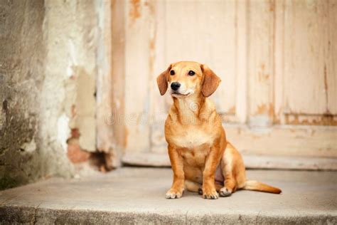 Triste, Asustado Y Desesperándose, Pequeño Perro Abandonado Que Se ...