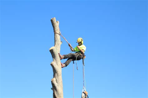 Jims Tree And Stump Removal • Grabone Nz